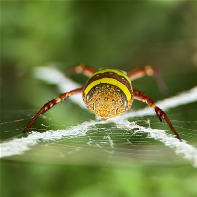 Argiope (genus) (A St. Andrew's cross spider) at Batemans Bay, NSW - 19 Dec 2024 by Hejor1