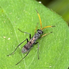 Pepsinae (Subfamily) (Mud-nesting Spider Wasps, Tarantula-hawk Wasps & Allies) at Batemans Bay, NSW - 19 Dec 2024 by Hejor1