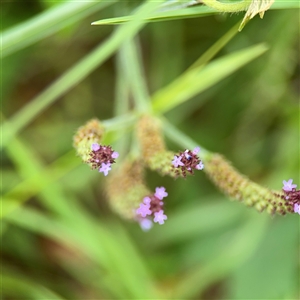 Verbena sp. at Batemans Bay, NSW - 19 Dec 2024 10:07 AM
