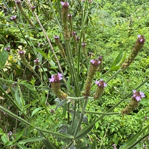Verbena sp. at Batemans Bay, NSW - 19 Dec 2024 10:07 AM