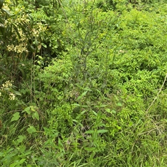 Verbena sp. at Batemans Bay, NSW - 19 Dec 2024 10:07 AM