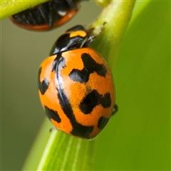 Coccinella transversalis (Transverse Ladybird) at Batemans Bay, NSW - 19 Dec 2024 by Hejor1