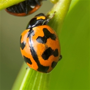 Coccinella transversalis at Batemans Bay, NSW - 19 Dec 2024