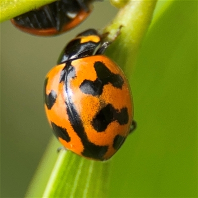 Coccinella transversalis (Transverse Ladybird) at Batemans Bay, NSW - 18 Dec 2024 by Hejor1