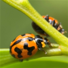 Coccinella transversalis at Batemans Bay, NSW - 19 Dec 2024