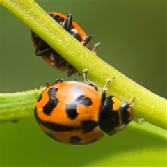 Coccinella transversalis at Batemans Bay, NSW - 19 Dec 2024 10:05 AM