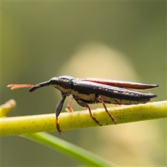 Rhinotia sp. (genus) (Unidentified Rhinotia weevil) at Batemans Bay, NSW - 19 Dec 2024 by Hejor1