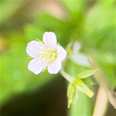 Geranium homeanum (Rainforest Crane's-bill) at Batemans Bay, NSW - 19 Dec 2024 by Hejor1