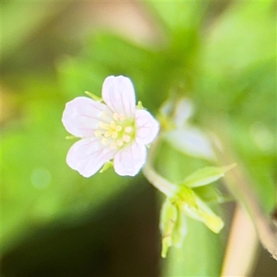 Geranium homeanum (Rainforest Crane's-bill) at Batemans Bay, NSW - 19 Dec 2024 by Hejor1