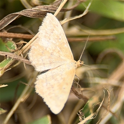 Scopula rubraria (Reddish Wave, Plantain Moth) at Batemans Bay, NSW - 19 Dec 2024 by Hejor1