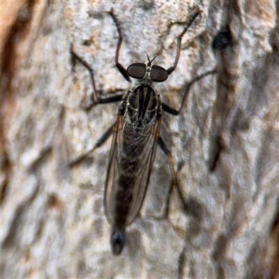 Cerdistus sp. (genus) at Batemans Bay, NSW - 18 Dec 2024 by Hejor1