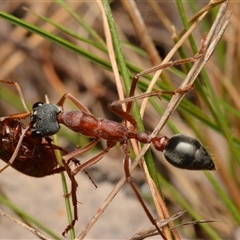 Myrmecia nigriceps (Black-headed bull ant) at Aranda, ACT - 20 Dec 2024 by NateKingsford