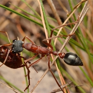 Myrmecia nigriceps at Aranda, ACT - 20 Dec 2024