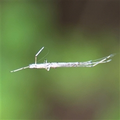 Tetragnatha sp. (genus) (Long-jawed spider) at Batemans Bay, NSW - 18 Dec 2024 by Hejor1