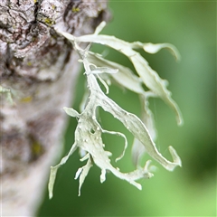 Ramalina sp. at Batemans Bay, NSW - 19 Dec 2024 by Hejor1