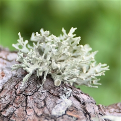 Ramalina sp. at Batemans Bay, NSW - 18 Dec 2024 by Hejor1