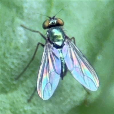 Parentia sp. (a long-legged fly) at Batemans Bay, NSW - 19 Dec 2024 by Hejor1