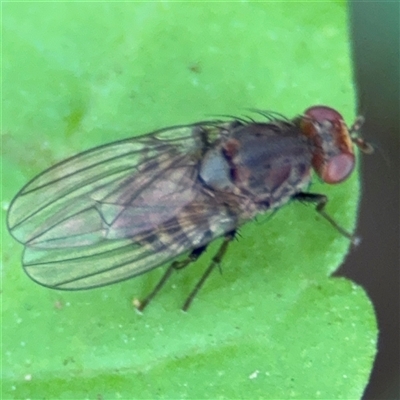 Diplogeomyza sp. (genus) at Batemans Bay, NSW - 19 Dec 2024 by Hejor1