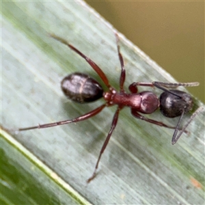 Camponotus sp. (genus) at Batemans Bay, NSW - 19 Dec 2024