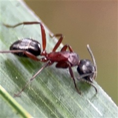 Camponotus sp. (genus) at Batemans Bay, NSW - 19 Dec 2024 09:41 AM