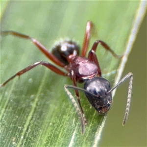 Camponotus sp. (genus) at Batemans Bay, NSW - 19 Dec 2024 09:41 AM