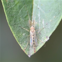 Chironomidae (family) (Non-biting Midge) at Batemans Bay, NSW - 19 Dec 2024 by Hejor1