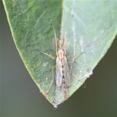 Chironomidae (family) (Non-biting Midge) at Batemans Bay, NSW - 19 Dec 2024 by Hejor1