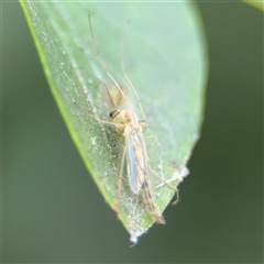 Chironomidae (family) at Batemans Bay, NSW - 19 Dec 2024 09:41 AM