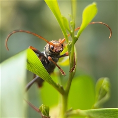 Aridaeus thoracicus (Tiger Longicorn Beetle) at Batemans Bay, NSW - 19 Dec 2024 by Hejor1