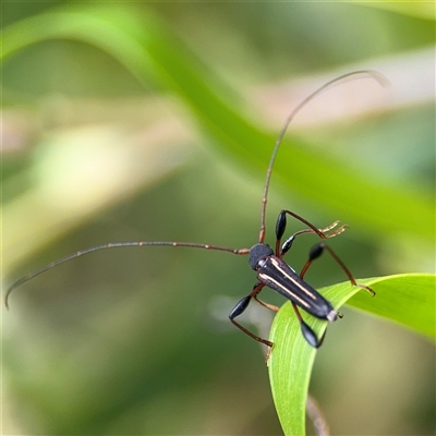 Amphirhoe sloanei (Longicorn or Longhorn beetle) at Batemans Bay, NSW - 19 Dec 2024 by Hejor1