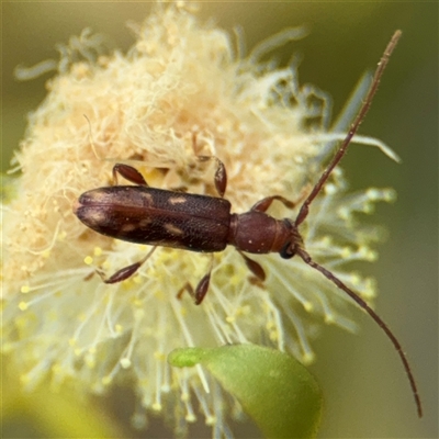 Bethelium sp. (genus) (A Longhorn Beetle) at Batemans Bay, NSW - 19 Dec 2024 by Hejor1