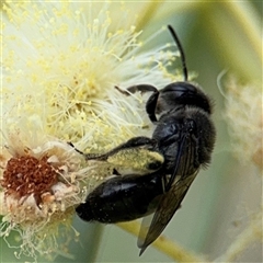 Leioproctus sp. (genus) (Plaster bee) at Batemans Bay, NSW - 19 Dec 2024 by Hejor1