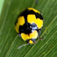 Illeis galbula (Fungus-eating Ladybird) at Batemans Bay, NSW - 18 Dec 2024 by Hejor1