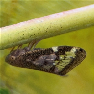 Scolypopa australis at Batemans Bay, NSW - 19 Dec 2024