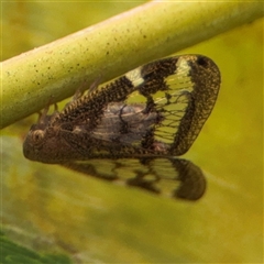 Scolypopa australis at Batemans Bay, NSW - 19 Dec 2024