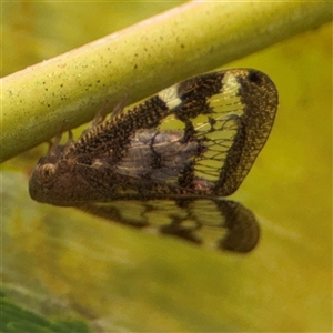 Scolypopa australis at Batemans Bay, NSW - 19 Dec 2024