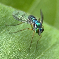 Sciapodinae (subfamily) (A long-legged fly) at Batemans Bay, NSW - 19 Dec 2024 by Hejor1