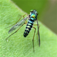 Sciapodinae (subfamily) at Batemans Bay, NSW - 19 Dec 2024 09:30 AM