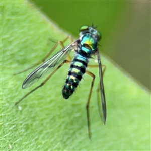 Sciapodinae (subfamily) at Batemans Bay, NSW - 19 Dec 2024 09:30 AM