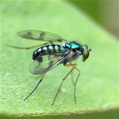 Sciapodinae (subfamily) at Batemans Bay, NSW - 19 Dec 2024 09:30 AM