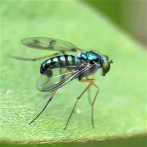 Sciapodinae (subfamily) at Batemans Bay, NSW - 19 Dec 2024 09:30 AM