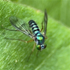 Sciapodinae (subfamily) at Batemans Bay, NSW - 19 Dec 2024 09:30 AM