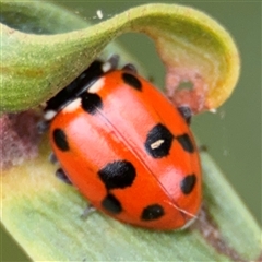 Hippodamia variegata (Spotted Amber Ladybird) at Batemans Bay, NSW - 18 Dec 2024 by Hejor1