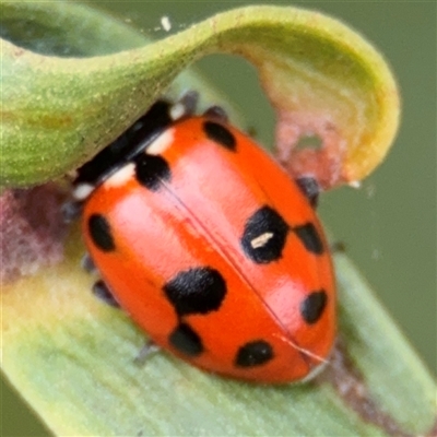 Hippodamia variegata (Spotted Amber Ladybird) at Batemans Bay, NSW - 19 Dec 2024 by Hejor1