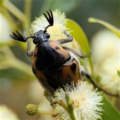 Chondropyga dorsalis (Cowboy beetle) at Batemans Bay, NSW - 18 Dec 2024 by Hejor1