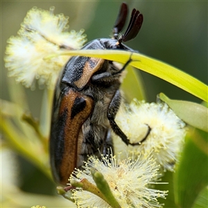 Chondropyga dorsalis at Batemans Bay, NSW - 19 Dec 2024