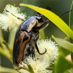 Chondropyga dorsalis at Batemans Bay, NSW - 19 Dec 2024