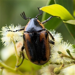 Chondropyga dorsalis at Batemans Bay, NSW - 19 Dec 2024