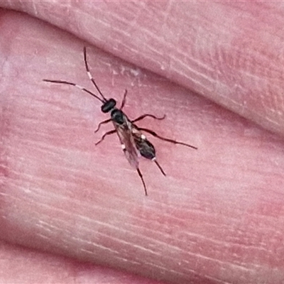 Ichneumonoidea (Superfamily) (A species of parasitic wasp) at Queanbeyan, NSW - 21 Dec 2024 by trevorpreston