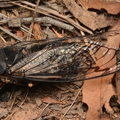 Psaltoda moerens (Redeye cicada) at Aranda, ACT - 20 Dec 2024 by NateKingsford